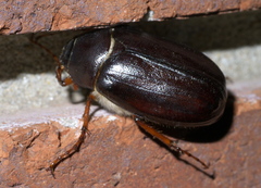 Phyllophaga