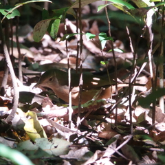 Colluricincla rufogaster