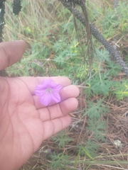 Geranium potentillifolium