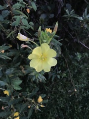 Oenothera laciniata
