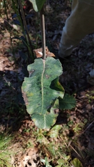 Asclepias amplexicaulis