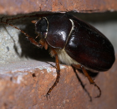 Phyllophaga