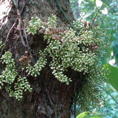 Dysoxylum parasiticum