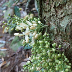 Dysoxylum parasiticum