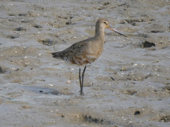 Limosa haemastica