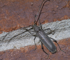 Knulliana cincta