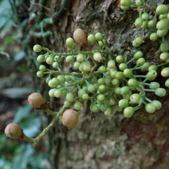 Dysoxylum parasiticum