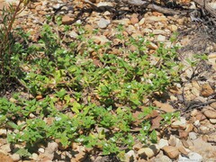 Richardia brasiliensis