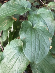 Smilax lasioneura