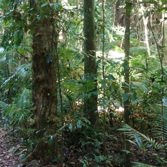 Dysoxylum parasiticum