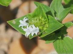 Richardia brasiliensis