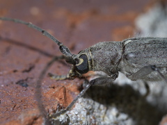 Knulliana cincta