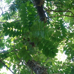 Dysoxylum parasiticum