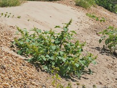 Xanthium orientale