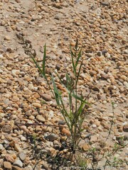 Echinochloa colona