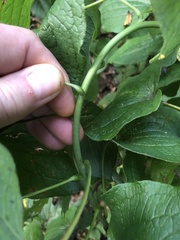 Smilax lasioneura