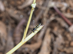 Ischiodon scutellaris