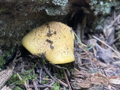 Suillus tomentosus