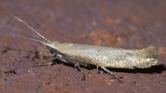 Ypsolopha unicipunctella