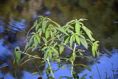 Ludwigia leptocarpa