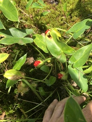 Peltandra sagittifolia