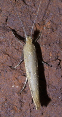 Ypsolopha unicipunctella