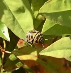 Orsilochides guttata