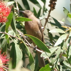 Myzomela obscura
