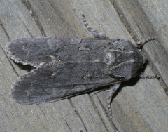 Psaphida electilis