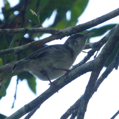 Ramsayornis modestus