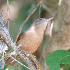 Colluricincla rufogaster