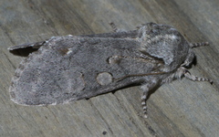 Psaphida electilis