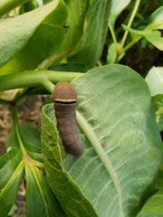 Papilioninae