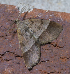 Mellilla xanthometata