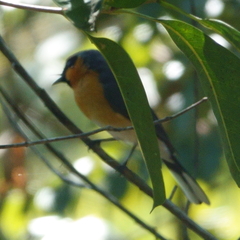 Symposiachrus trivirgatus