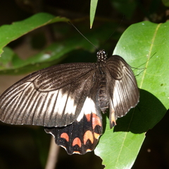 Papilio ambrax