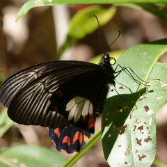 Papilio ambrax