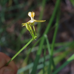Tricoryne anceps