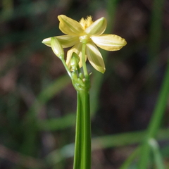 Tricoryne anceps