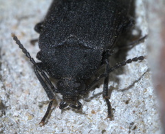 Penthe pimelia