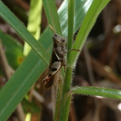 Stenocatantops angustifrons