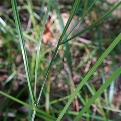 Tricoryne anceps