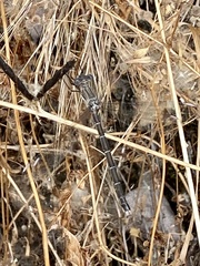 Archilestes californicus
