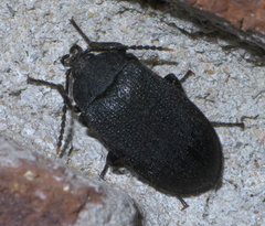 Penthe pimelia