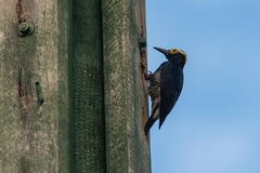 Melanerpes cruentatus