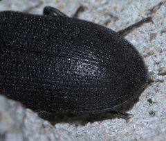Penthe pimelia