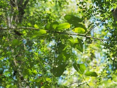 Aristolochia macrophylla