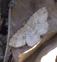 Melanolophia signataria