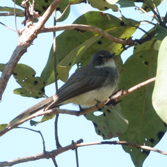 Rhipidura rufiventris