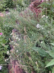 Symphyotrichum falcatum